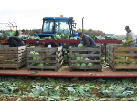 Univerco Cabbage Harvester — фото 4