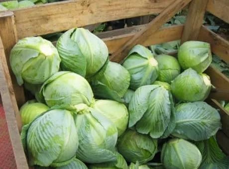 Univerco Cabbage Harvester — фото 3
